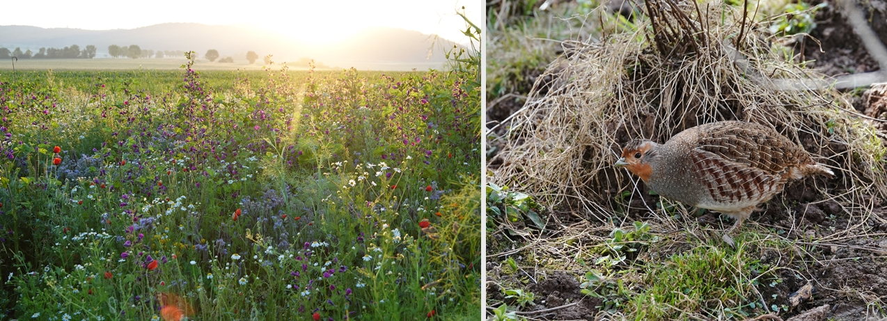Flowering strips and partridge Flowering strips and partridge