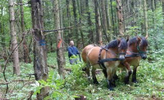 Aktuelles im Herbst/Winter 2021: Wiederholter Einsatz zur Waldumwandlung mit Rückepferden