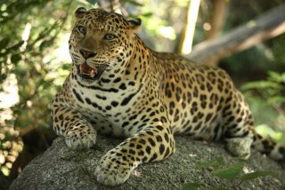 In the Cardamom mountains, the leopard still finds an intact habitat.