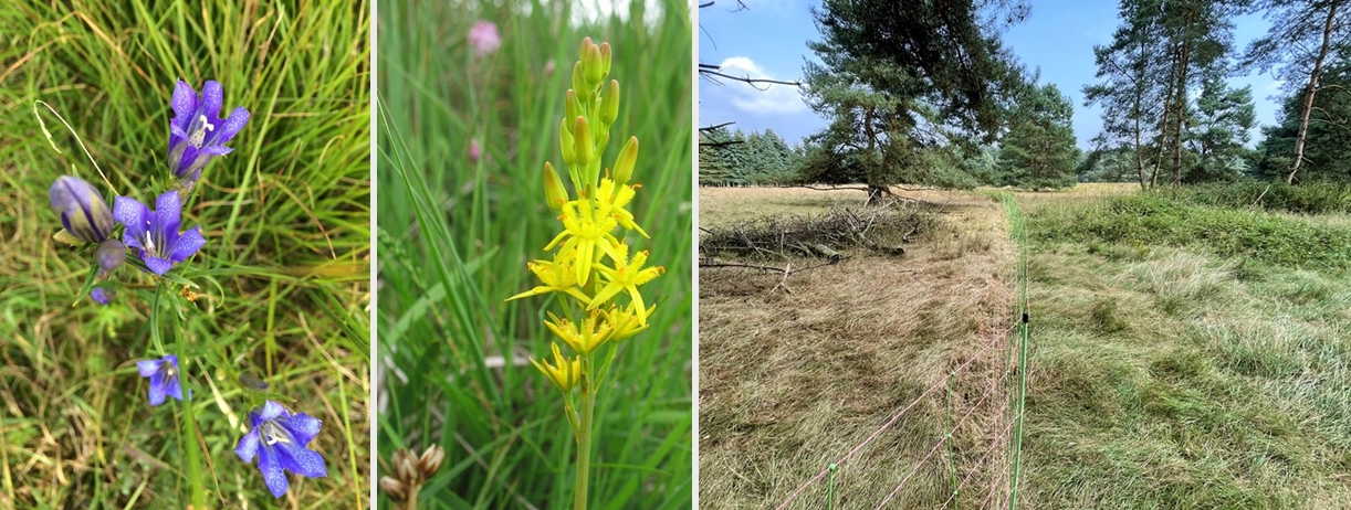 Lungenenzian / Moorlilie © Stiftung Naturschutz LK ROW / Vergleich Beweidungsfläche 