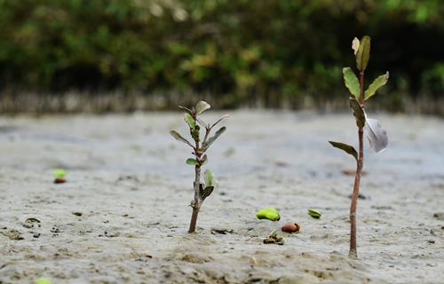 Universidad Científica del Sur