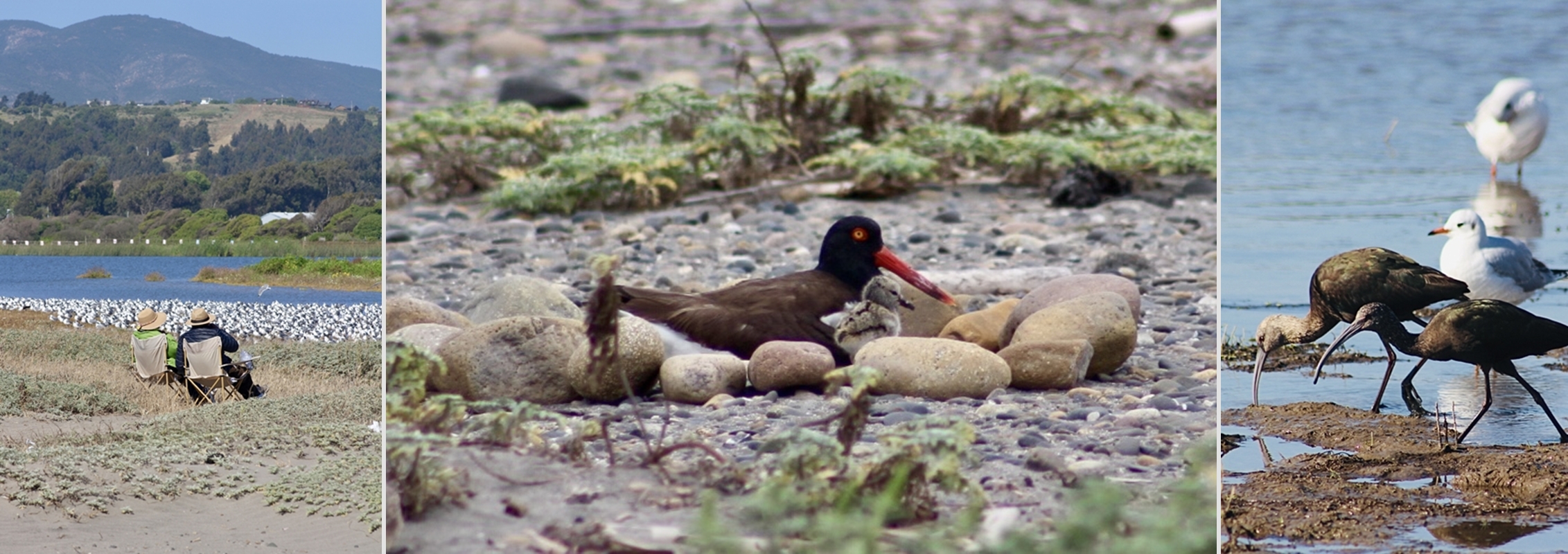Vogelbeobachtungen in der Bucht von Ritoque Vogelbeobachtungen in der Bucht von Ritoque
