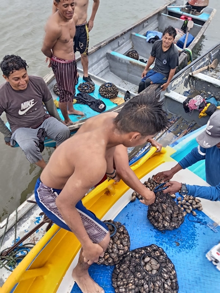 Ernte der Mangroven-Archenmuschel (c) Fundación Ecológica Arcoiris