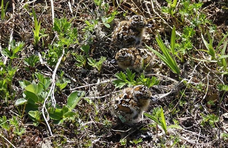 Spoon-billed Sandpiper chicks in Kamchatka (c) Elena Lappo Spoon-billed Sandpiper chicks in Kamchatka (c) Elena Lappo