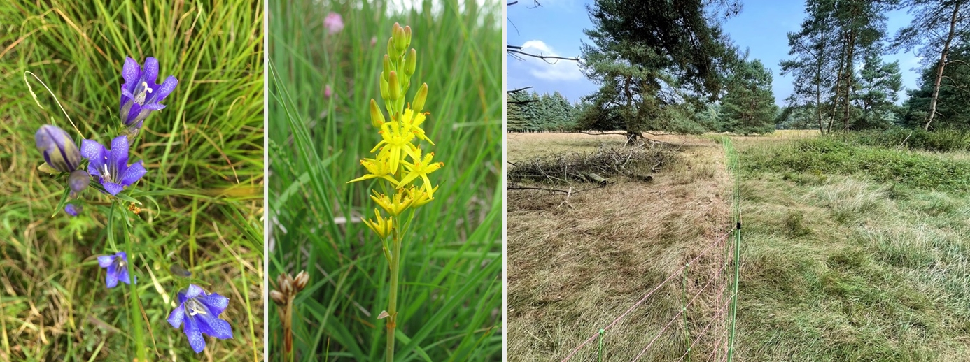 Lungenenzian / Moorlilie © Stiftung Naturschutz LK ROW / Vergleich Beweidungsfläche 