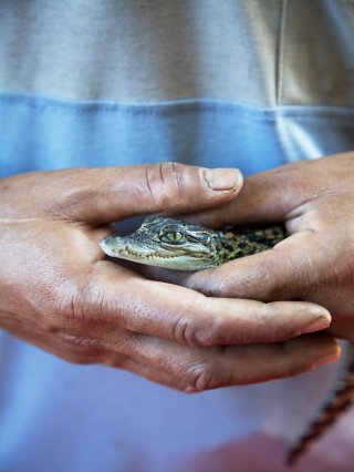 Das seltene Siamkrokodil des Areng-Flusses ist vom Aussterben bedroht, wenn der Staudamm gebaut wird.