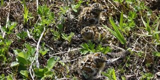 Spoonbilled Sandpiper chicks in Kamchatka (c) Elena Lappo