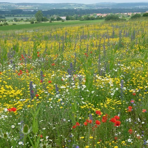 Blühfläche (Foto E. Gottschalk)